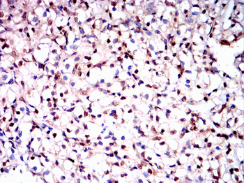 HSPA8 Antibody