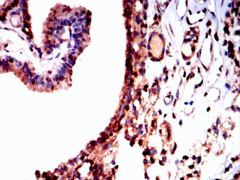 HSPA8 Antibody