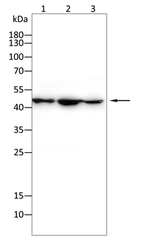 TARDBP Antibody