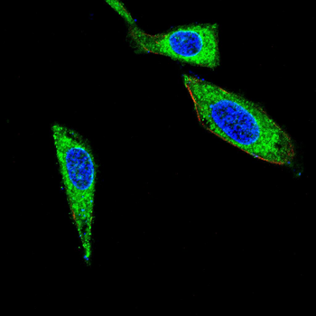 PHB Antibody