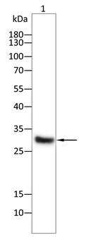 PHB Antibody