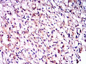 FOXA1 Antibody