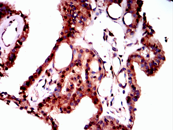 FOXA1 Antibody