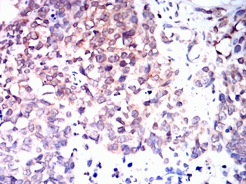 FOXA1 Antibody