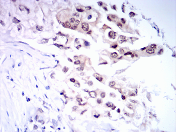 FOXA1 Antibody