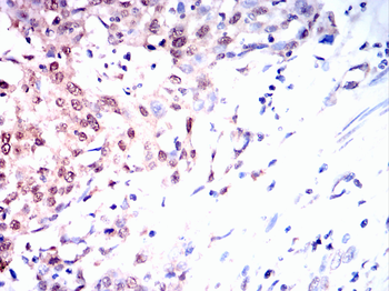 FOXA1 Antibody