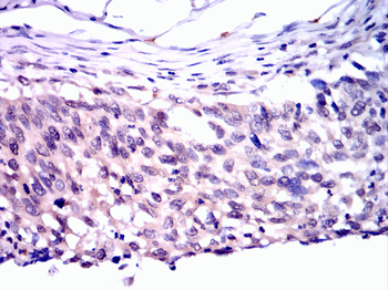 FOXA1 Antibody