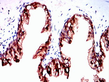 FOXA1 Antibody
