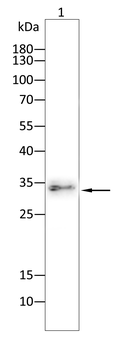 CDK5 Antibody