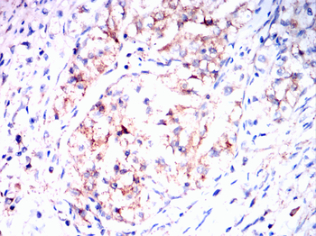 ANXA5 Antibody