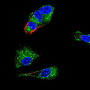 VDR Antibody