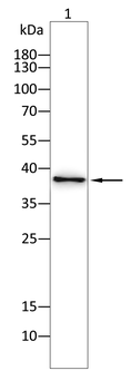 VDR Antibody
