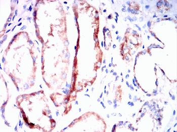 FGF21 Antibody