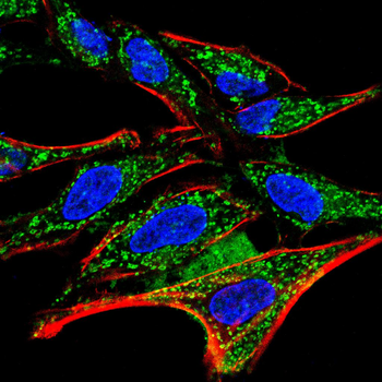 S1PR1 Antibody