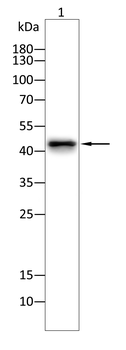 S1PR1 Antibody