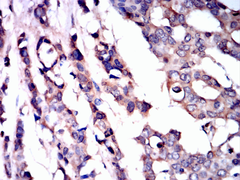 TRAF2 Antibody