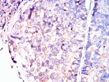 TRAF2 Antibody