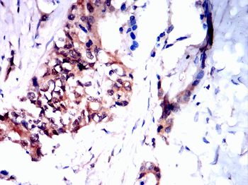 TRAF2 Antibody