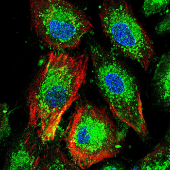 FBXO32 Antibody