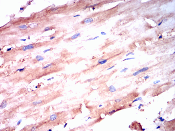 FBXO32 Antibody