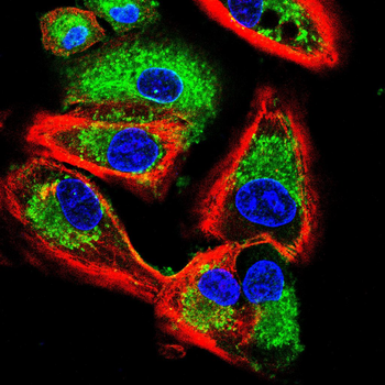 CSF1 Antibody