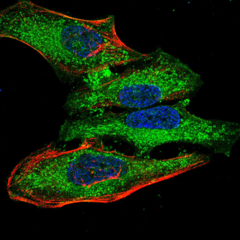 TIA1 Antibody