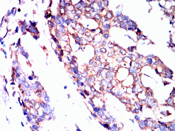 TIA1 Antibody