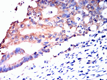 TIA1 Antibody