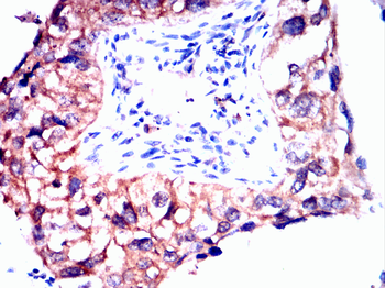 PDIA2 Antibody