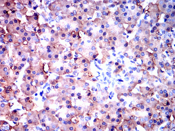 PDIA2 Antibody