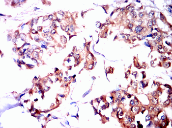 PRKAA1 Antibody