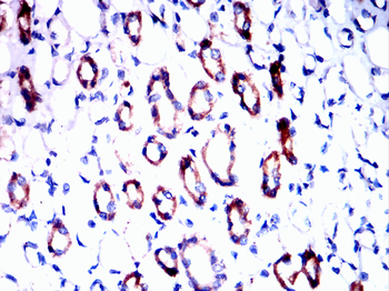 PRKAA1 Antibody
