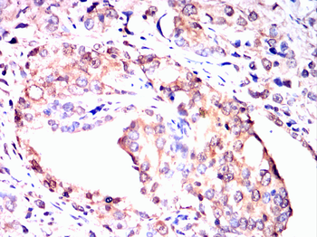 PRKAA1 Antibody