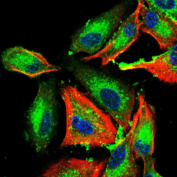 BCL2A1 Antibody