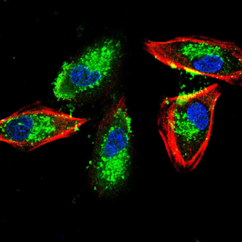 CDKN1A Antibody