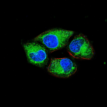 NLRP3 Antibody