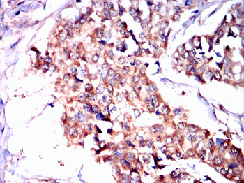 NLRP3 Antibody