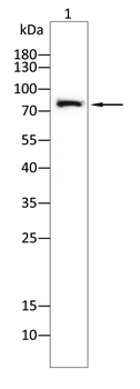 NLRP3 Antibody