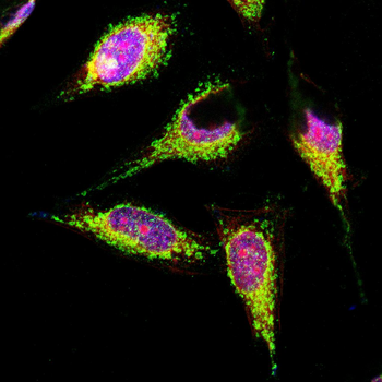 GLI1 Antibody