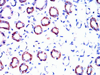 CGB3 Antibody