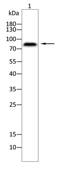 ITGB3 Antibody