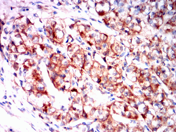 MAP2K1 Antibody