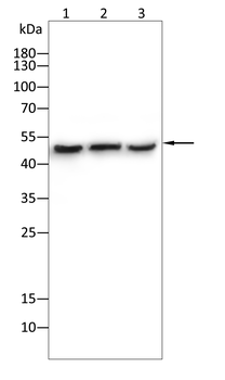 PIM1 Antibody