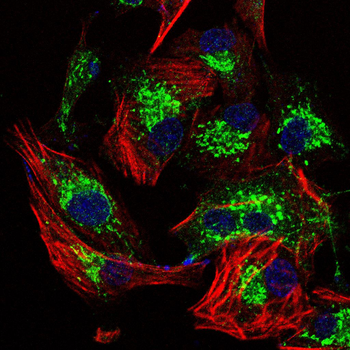 KRT10 Antibody
