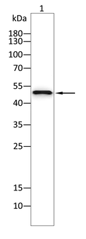 CNP Antibody