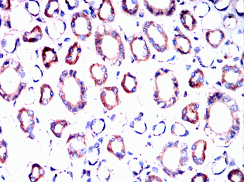 IFITM3 Antibody