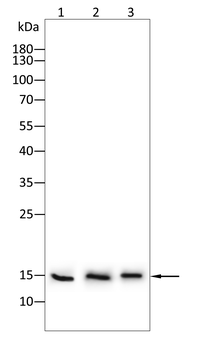 IFITM3 Antibody
