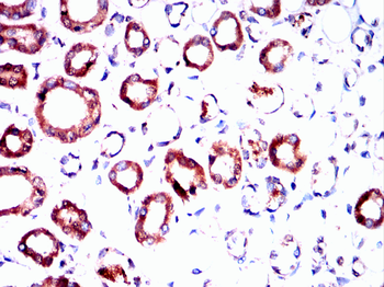 CXCR3 Antibody