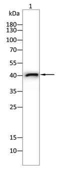 CXCR3 Antibody