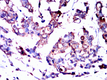 MAPK1 Antibody